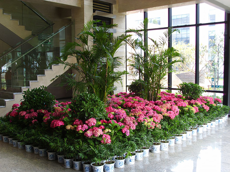 酒店大堂怎么擺放綠植盆栽？綠植租賃時(shí)怎么組景？