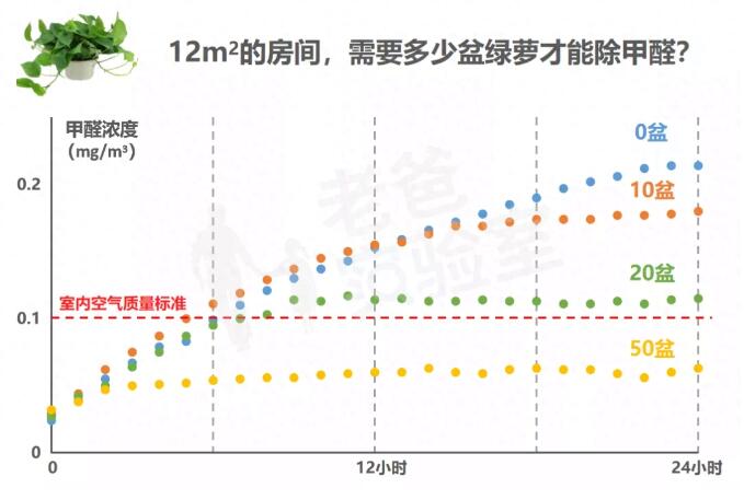 公司用綠蘿除甲醛，到底靠不靠譜？