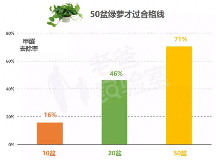 公司用綠蘿除甲醛，到底靠不靠譜？