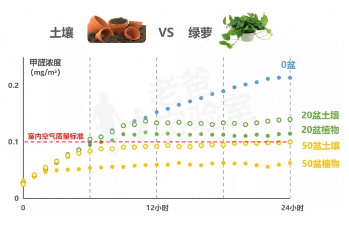 公司用綠蘿除甲醛，到底靠不靠譜？