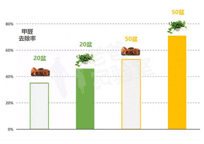 公司用綠蘿除甲醛，到底靠不靠譜？